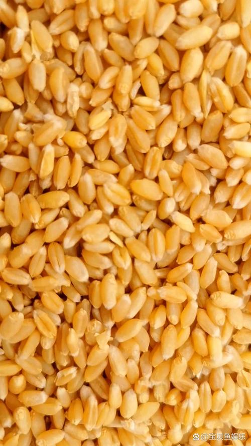 粮源到货收紧  玉米小麦价格偏强运行